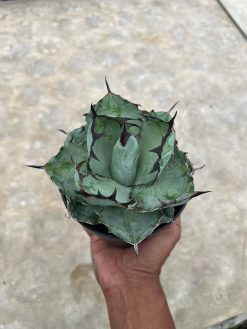 Agave Blue Ball, real gallery image #4 plants. Picture taken directly from kaktus.id community Agave farmer green houses.