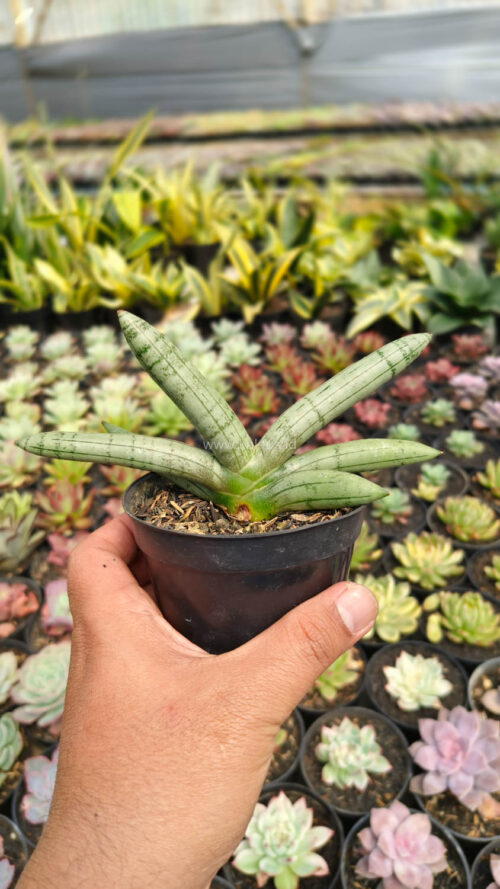 Sansevieria Boncel Platinum, real gallery image #9 plants. Picture taken directly from kaktus.id community Sansevieria farmer green houses.