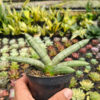 Sansevieria Boncel Platinum, real feature image plant. Picture taken directly from kaktus.id community Sansevieria farmer green houses.