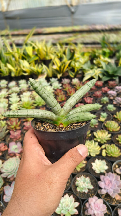 Sansevieria Boncel Platinum, real gallery image #10 plants. Picture taken directly from kaktus.id community Sansevieria farmer green houses.