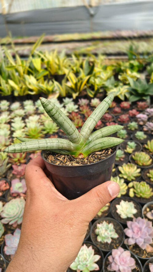 Sansevieria Boncel Platinum, real gallery image #11 plants. Picture taken directly from kaktus.id community Sansevieria farmer green houses.