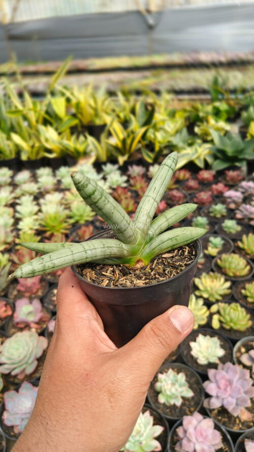 Sansevieria Boncel Platinum, real gallery image #12 plants. Picture taken directly from kaktus.id community Sansevieria farmer green houses.