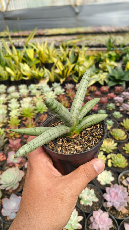 Sansevieria Boncel Platinum, real gallery image #13 plants. Picture taken directly from kaktus.id community Sansevieria farmer green houses.