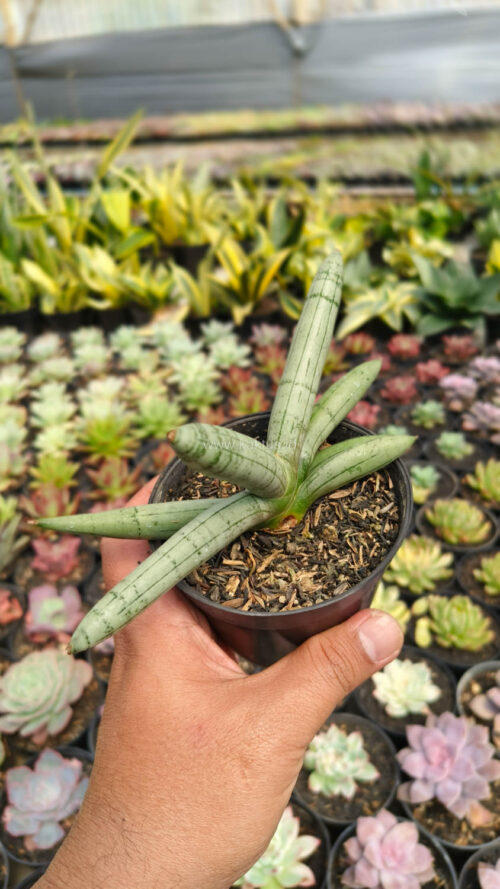 Sansevieria Boncel Platinum, real gallery image #14 plants. Picture taken directly from kaktus.id community Sansevieria farmer green houses.