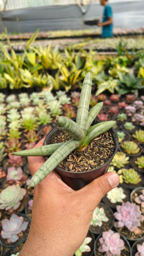 Sansevieria Boncel Platinum, real gallery image #15 plants. Picture taken directly from kaktus.id community Sansevieria farmer green houses.