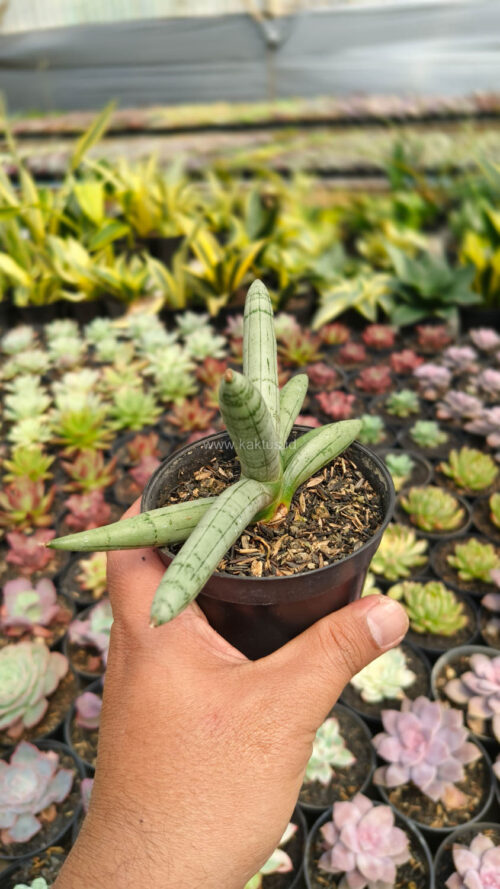 Sansevieria Boncel Platinum, real gallery image #16 plants. Picture taken directly from kaktus.id community Sansevieria farmer green houses.