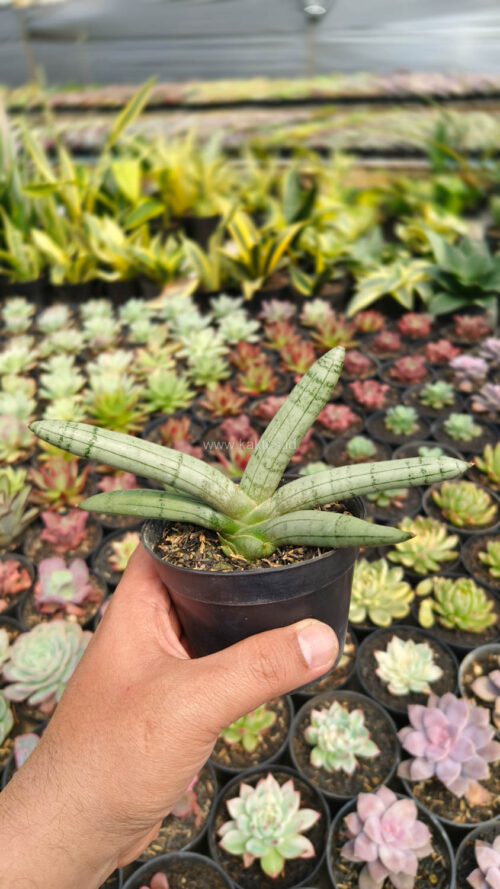 Sansevieria Boncel Platinum, real gallery image #1 plants. Picture taken directly from kaktus.id community Sansevieria farmer green houses.