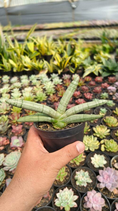 Sansevieria Boncel Platinum, real gallery image #2 plants. Picture taken directly from kaktus.id community Sansevieria farmer green houses.