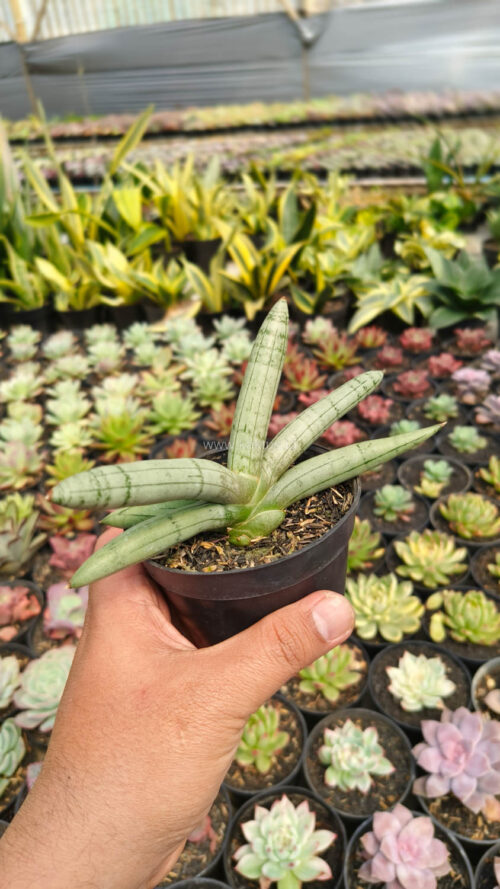 Sansevieria Boncel Platinum, real gallery image #3 plants. Picture taken directly from kaktus.id community Sansevieria farmer green houses.