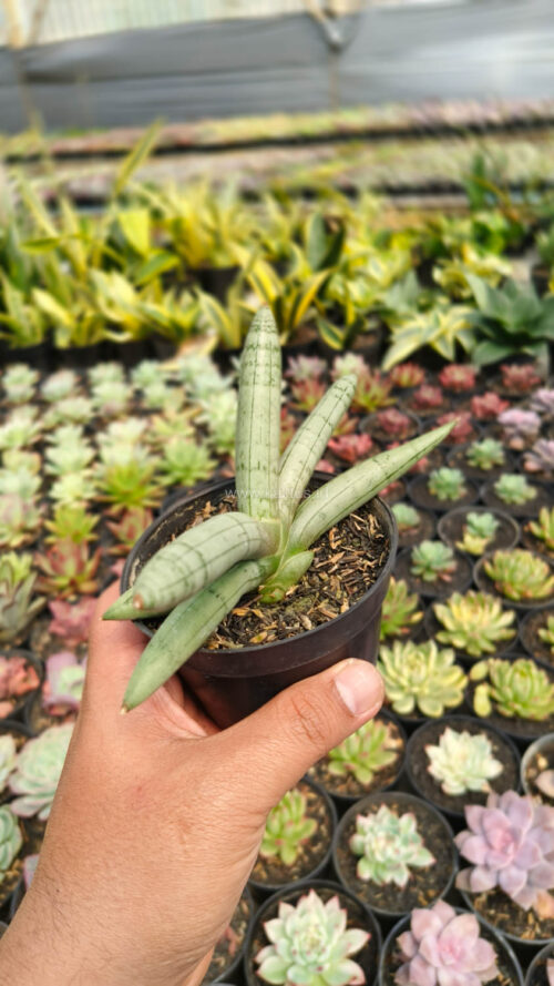 Sansevieria Boncel Platinum, real gallery image #4 plants. Picture taken directly from kaktus.id community Sansevieria farmer green houses.