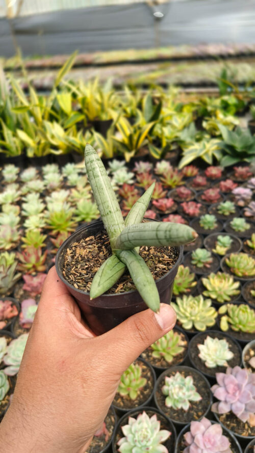 Sansevieria Boncel Platinum, real gallery image #5 plants. Picture taken directly from kaktus.id community Sansevieria farmer green houses.