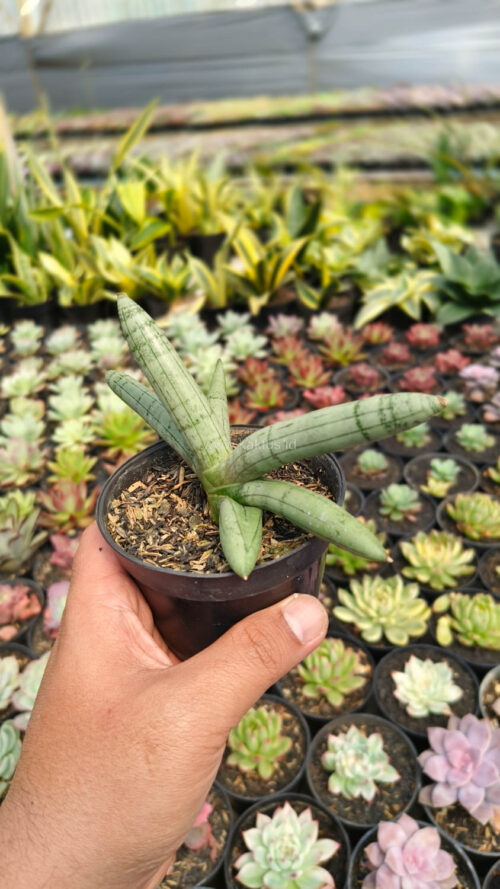 Sansevieria Boncel Platinum, real gallery image #6 plants. Picture taken directly from kaktus.id community Sansevieria farmer green houses.