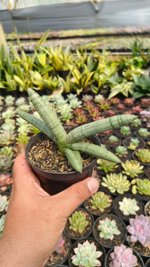 kaktus.id