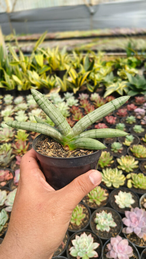 Sansevieria Boncel Platinum, real gallery image #8 plants. Picture taken directly from kaktus.id community Sansevieria farmer green houses.