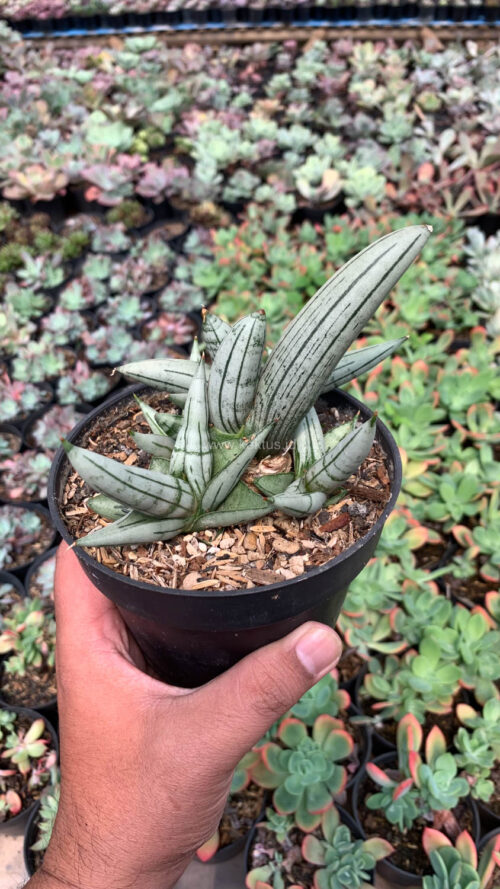 Sansevieria Boncel Platinum Cluster, real gallery image #3 plants. Picture taken directly from kaktus.id community Sansevieria farmer green houses.