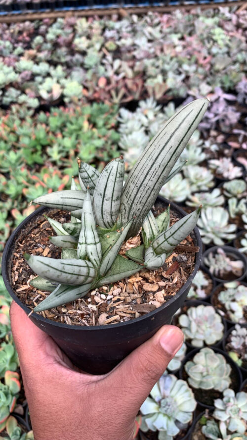 Sansevieria Boncel Platinum Cluster, real gallery image #4 plants. Picture taken directly from kaktus.id community Sansevieria farmer green houses.