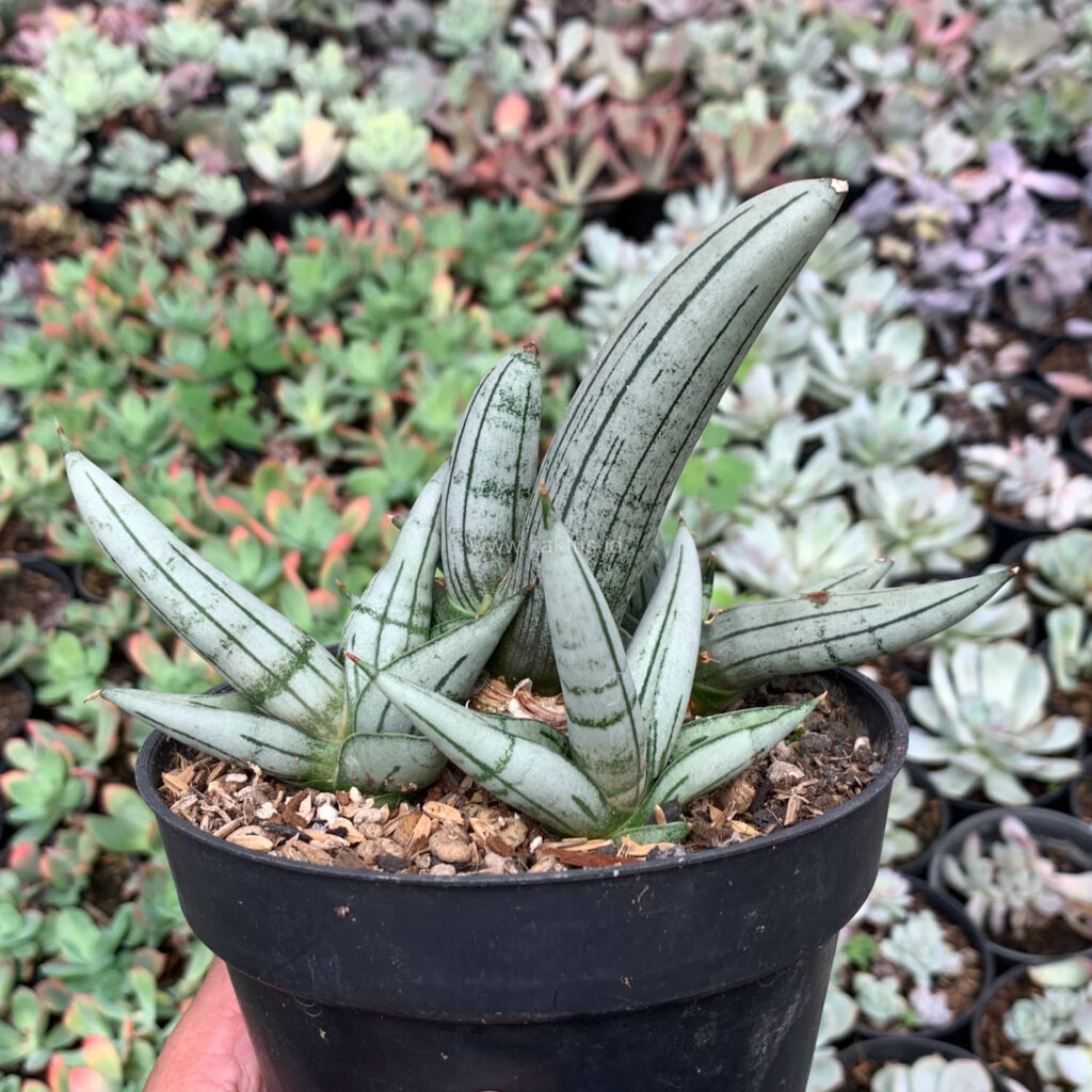 kaktus.id