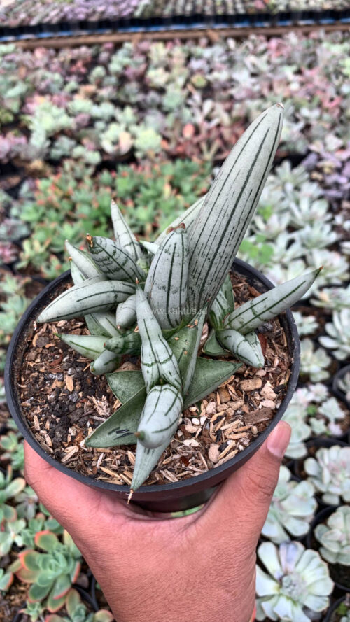 Sansevieria Boncel Platinum Cluster, real gallery image #5 plants. Picture taken directly from kaktus.id community Sansevieria farmer green houses.