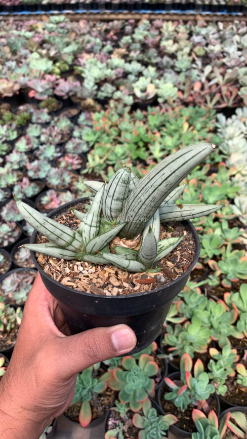 Sansevieria Boncel Platinum Cluster, real gallery image #2 plants. Picture taken directly from kaktus.id community Sansevieria farmer green houses.