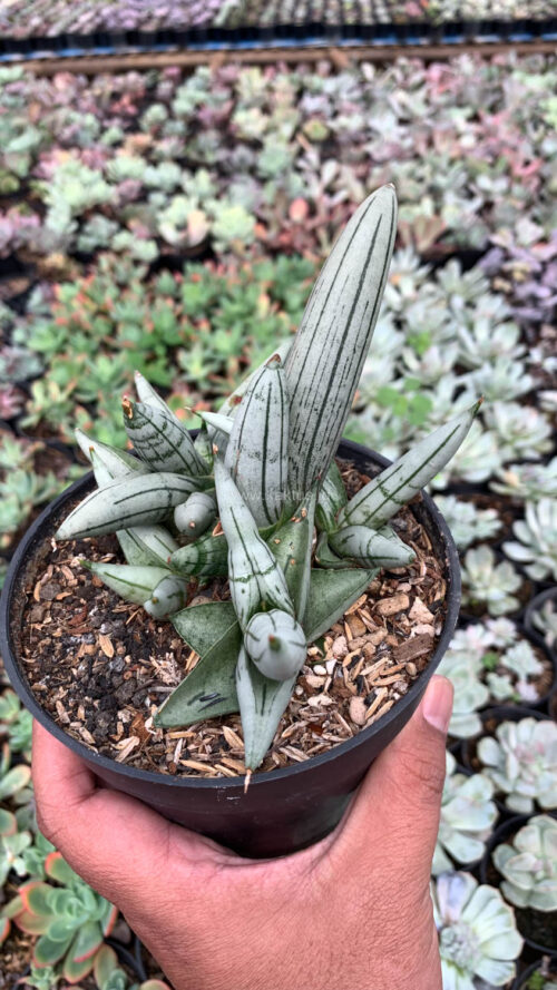 Sansevieria Boncel Platinum Cluster, real gallery image #1 plants. Picture taken directly from kaktus.id community Sansevieria farmer green houses.