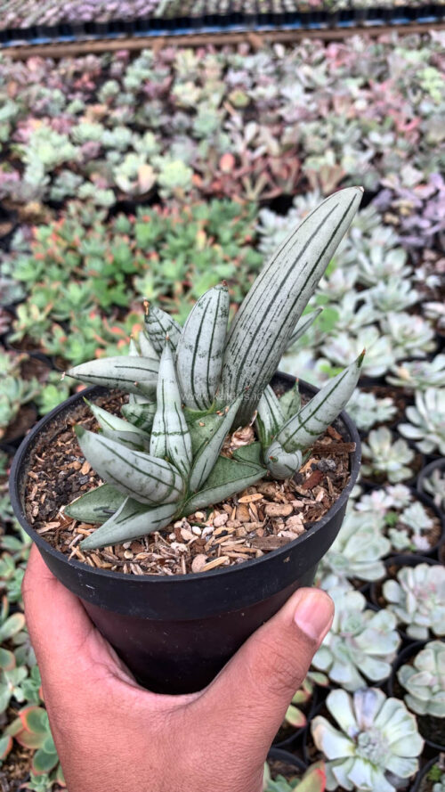 Sansevieria Boncel Platinum Cluster, real gallery image #6 plants. Picture taken directly from kaktus.id community Sansevieria farmer green houses.