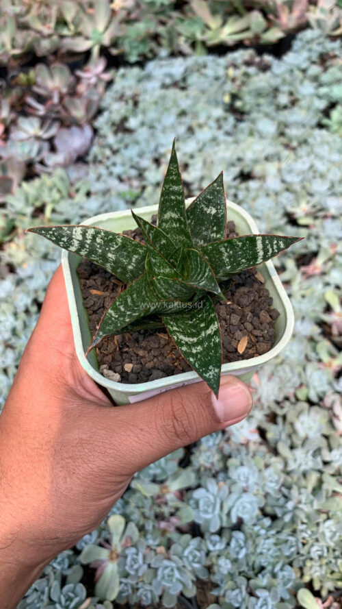 Sansevieria Toxin Hybrid, real gallery image #6 plants. Picture taken directly from kaktus.id community Sansevieria farmer green houses.