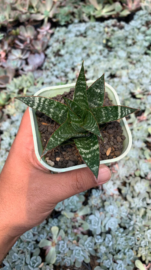 Sansevieria Toxin Hybrid, real gallery image #5 plants. Picture taken directly from kaktus.id community Sansevieria farmer green houses.
