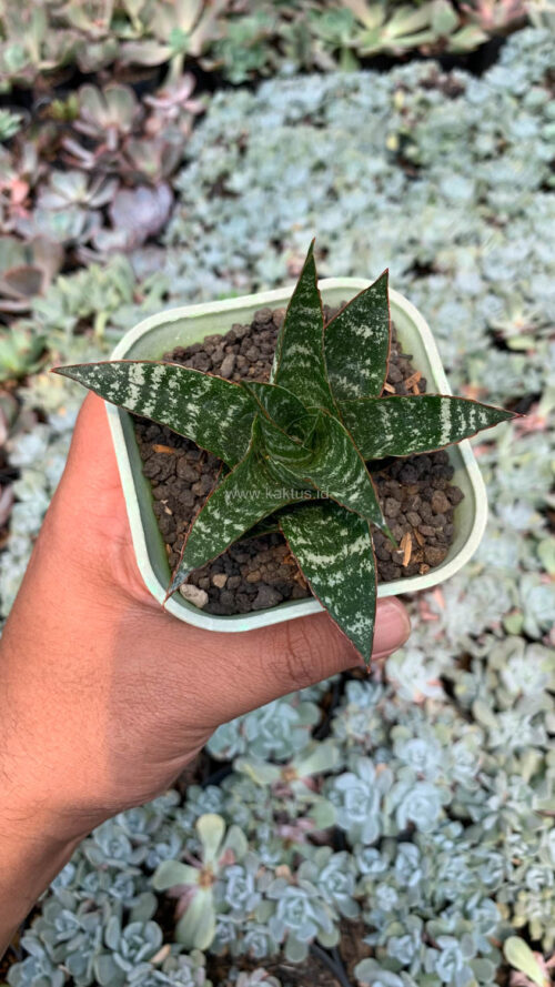 Sansevieria Toxin Hybrid, real gallery image #4 plants. Picture taken directly from kaktus.id community Sansevieria farmer green houses.