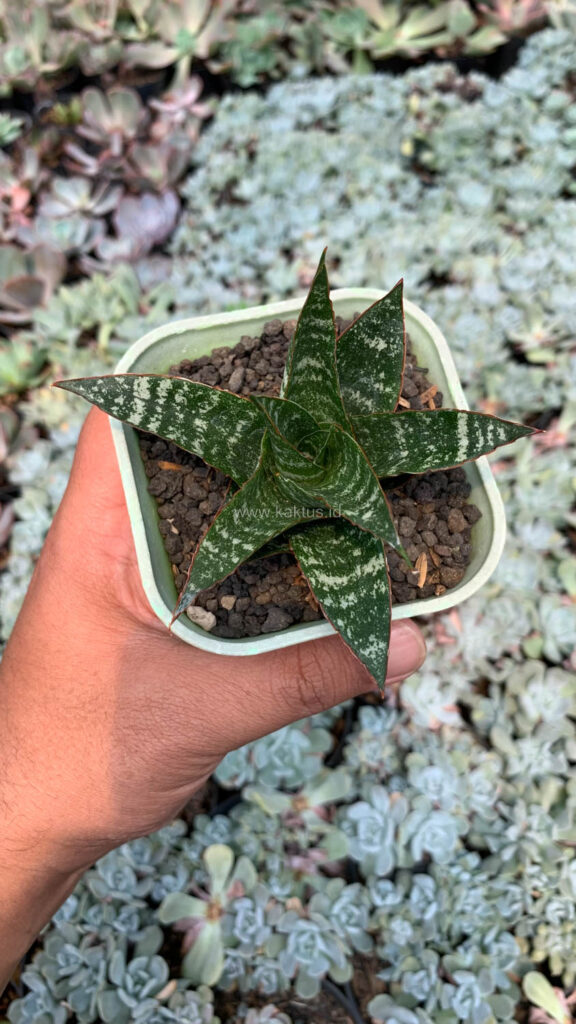 kaktus.id