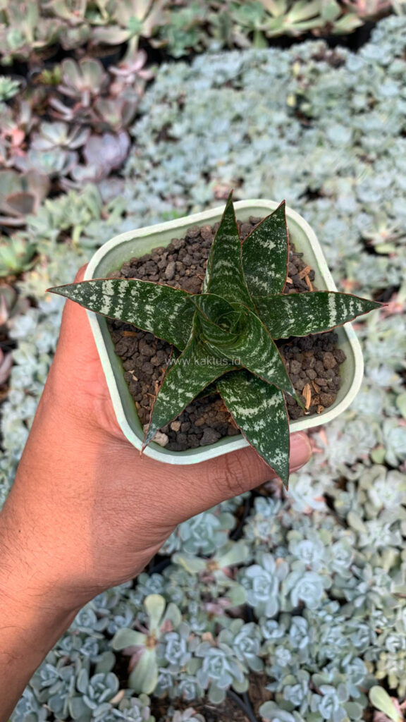 kaktus.id