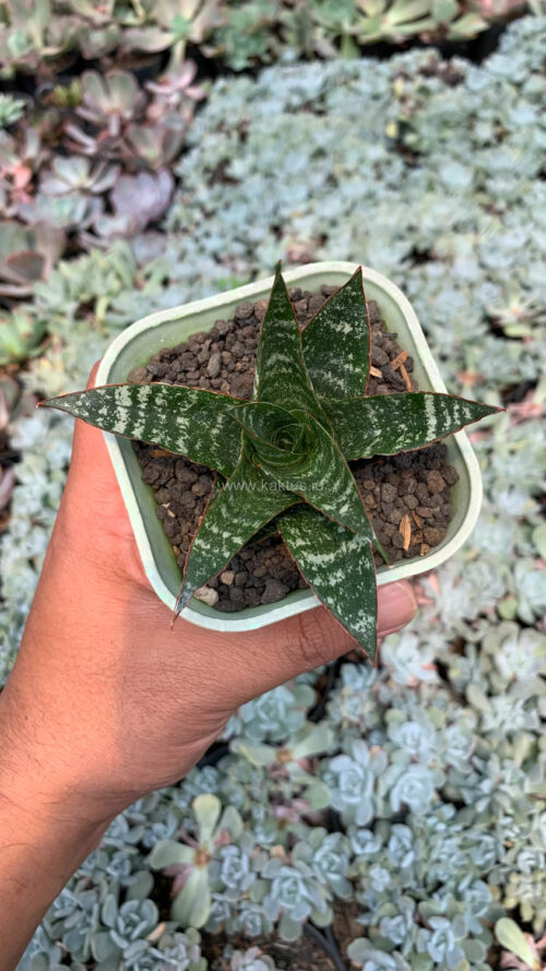 Sansevieria Toxin Hybrid, real gallery image #2 plants. Picture taken directly from kaktus.id community Sansevieria farmer green houses.