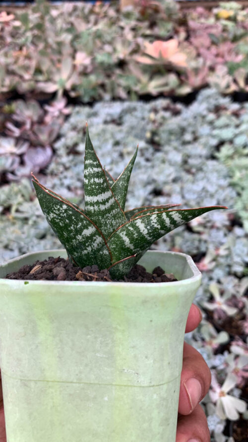 Sansevieria Toxin Hybrid, real gallery image #1 plants. Picture taken directly from kaktus.id community Sansevieria farmer green houses.