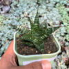 Sansevieria Toxin Hybrid, real gallery image #14 plants. Picture taken directly from kaktus.id community Sansevieria farmer green houses.