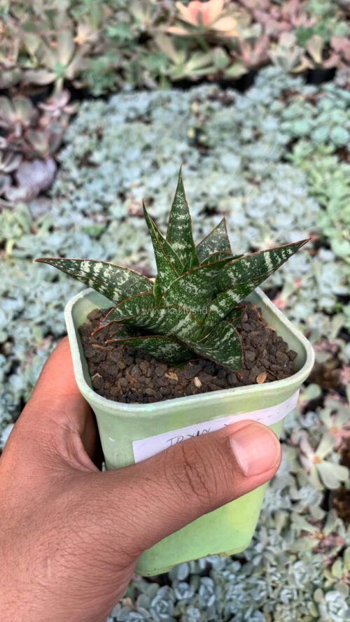 Sansevieria Toxin Hybrid, real gallery image #13 plants. Picture taken directly from kaktus.id community Sansevieria farmer green houses.