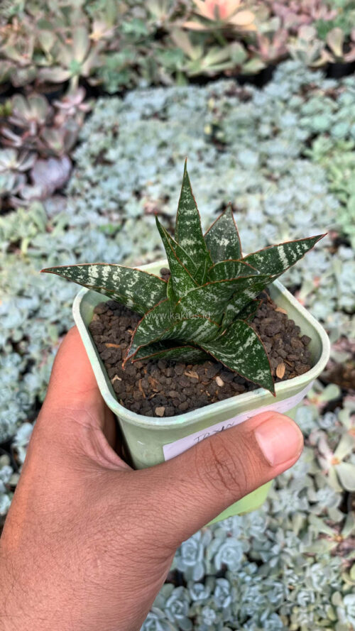 Sansevieria Toxin Hybrid, real gallery image #12 plants. Picture taken directly from kaktus.id community Sansevieria farmer green houses.