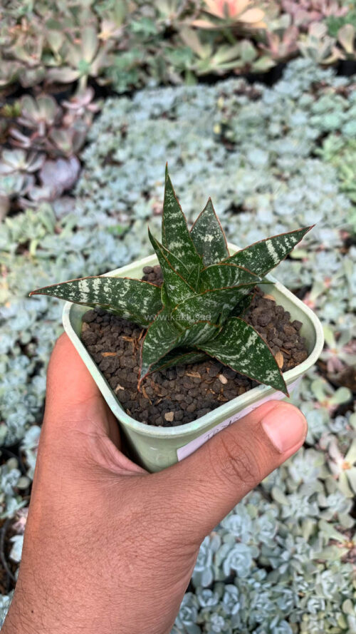 Sansevieria Toxin Hybrid, real gallery image #11 plants. Picture taken directly from kaktus.id community Sansevieria farmer green houses.