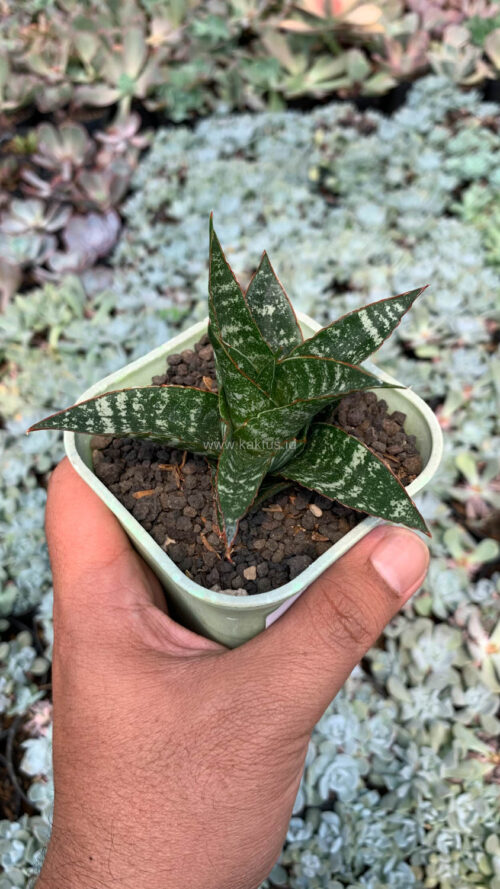 Sansevieria Toxin Hybrid, real gallery image #10 plants. Picture taken directly from kaktus.id community Sansevieria farmer green houses.