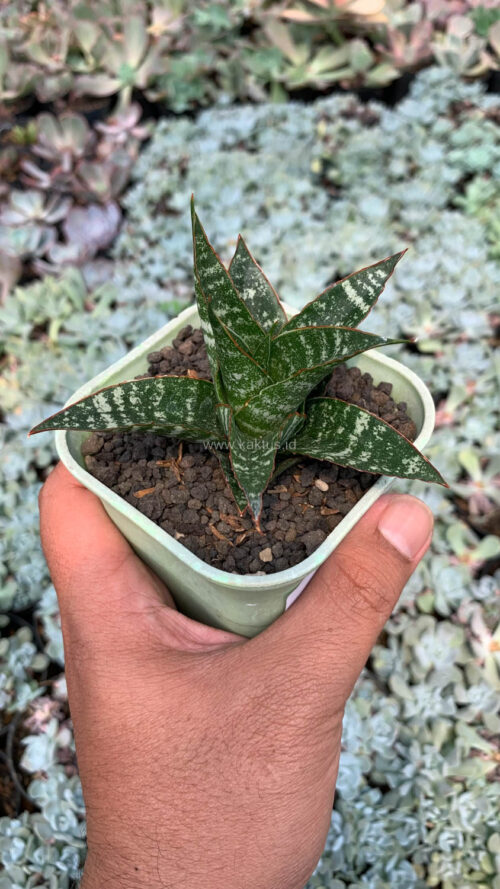 Sansevieria Toxin Hybrid, real gallery image #9 plants. Picture taken directly from kaktus.id community Sansevieria farmer green houses.