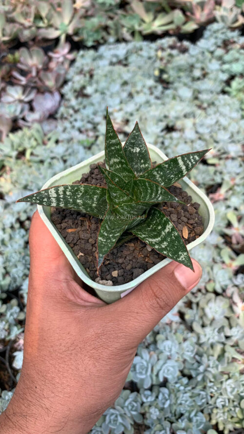 Sansevieria Toxin Hybrid, real gallery image #8 plants. Picture taken directly from kaktus.id community Sansevieria farmer green houses.