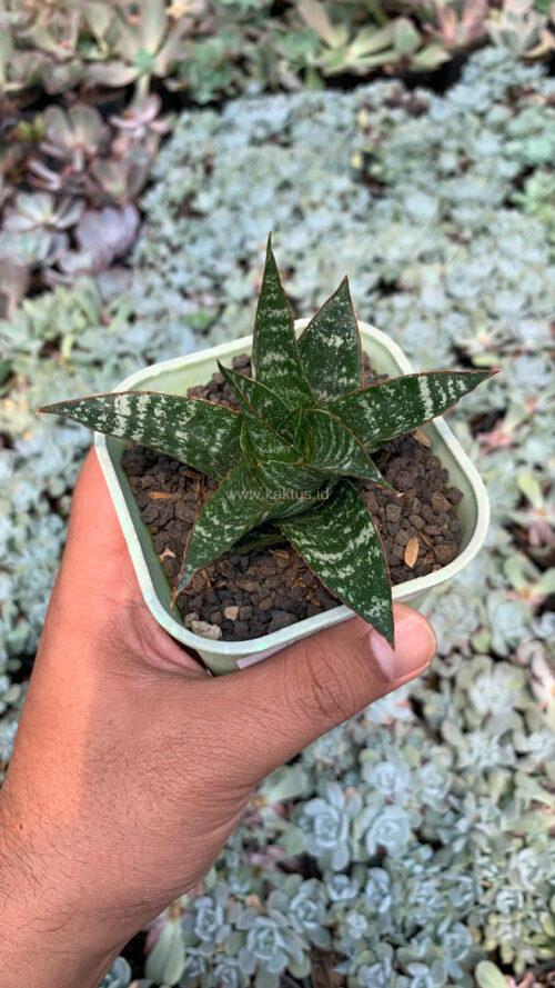 Sansevieria Toxin Hybrid, real gallery image #7 plants. Picture taken directly from kaktus.id community Sansevieria farmer green houses.
