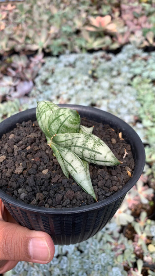 Sansevieria Manii, real gallery image #7 plants. Picture taken directly from kaktus.id community Sansevieria farmer green houses.