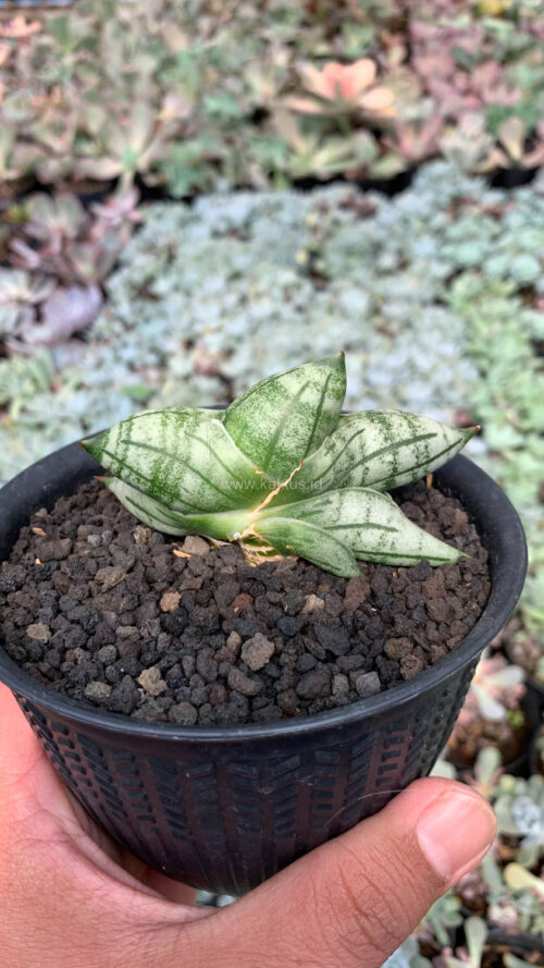 Sansevieria Manii, real gallery image #6 plants. Picture taken directly from kaktus.id community Sansevieria farmer green houses.