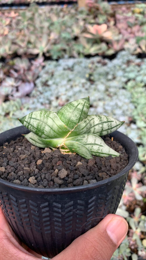 Sansevieria Manii, real gallery image #2 plants. Picture taken directly from kaktus.id community Sansevieria farmer green houses.