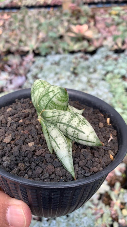 Sansevieria Manii, real gallery image #9 plants. Picture taken directly from kaktus.id community Sansevieria farmer green houses.