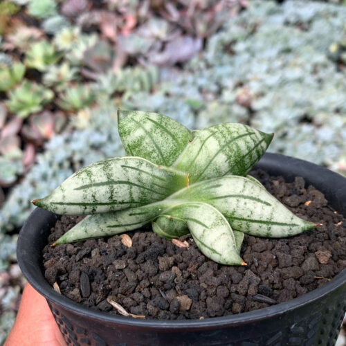 Sansevieria Manii, real gallery image #10 plants. Picture taken directly from kaktus.id community Sansevieria farmer green houses.