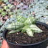 Sansevieria Manii, real feature image plant. Picture taken directly from kaktus.id community Sansevieria farmer green houses.