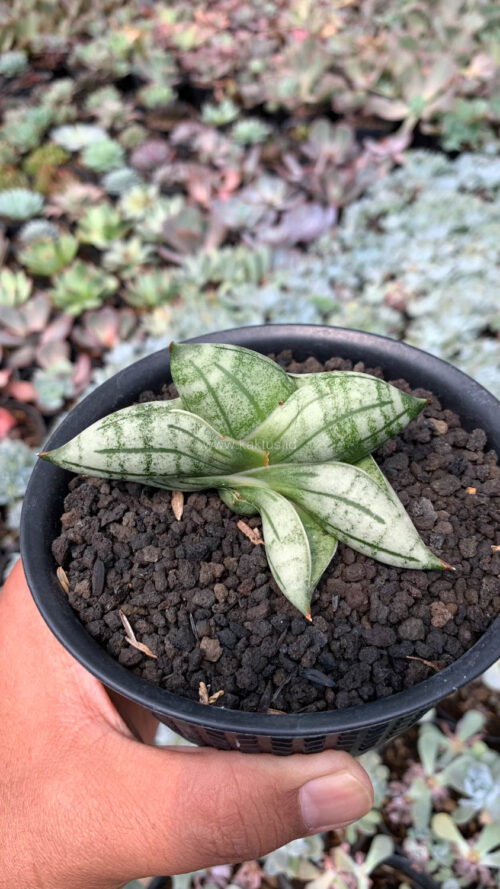 Sansevieria Manii, real gallery image #12 plants. Picture taken directly from kaktus.id community Sansevieria farmer green houses.