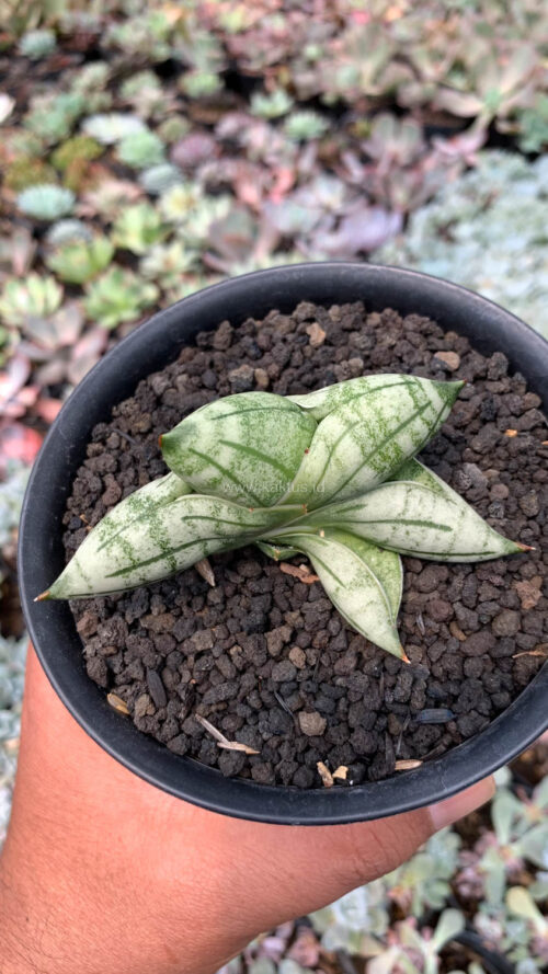 Sansevieria Manii, real gallery image #5 plants. Picture taken directly from kaktus.id community Sansevieria farmer green houses.