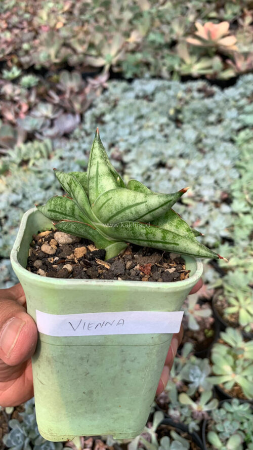 Sansevieria Vienna, real gallery image #3 plants. Picture taken directly from kaktus.id community Sansevieria farmer green houses.