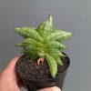 Sansevieria Vienna, real feature image plant. Picture taken directly from kaktus.id community Sansevieria farmer green houses.